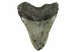 Bargain, Fossil Megalodon Tooth - North Carolina #294528-1